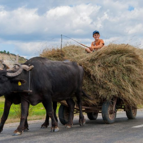 Descoperă minunata Țară a Lăpușului: o oază de natură și tradiție