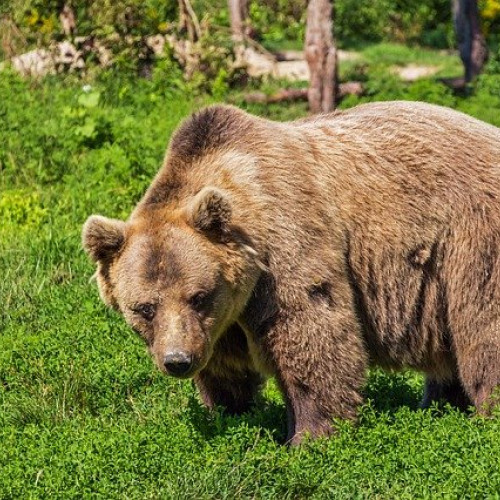 Tânără atacată de urs la Bușteni găsită decedată