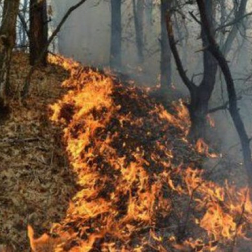 Recorduri negative în luna iunie din cauza incendiilor de vegetație