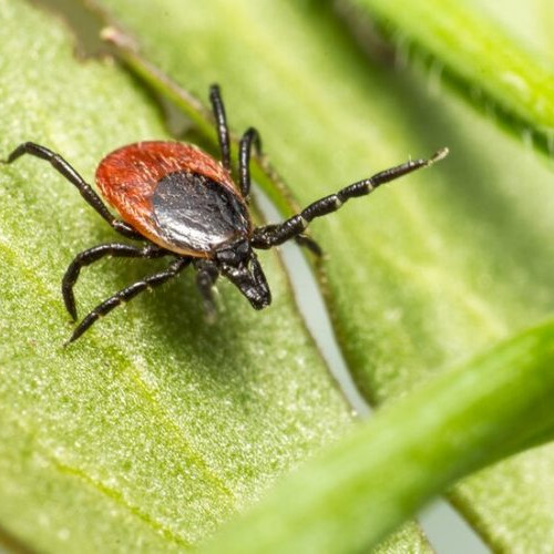 Creșterea alarmantă a cazurilor de boală Lyme în Maramureș