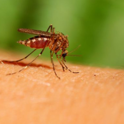 Sapte cazuri de infectie cu virusul West Nile confirmate in Romania