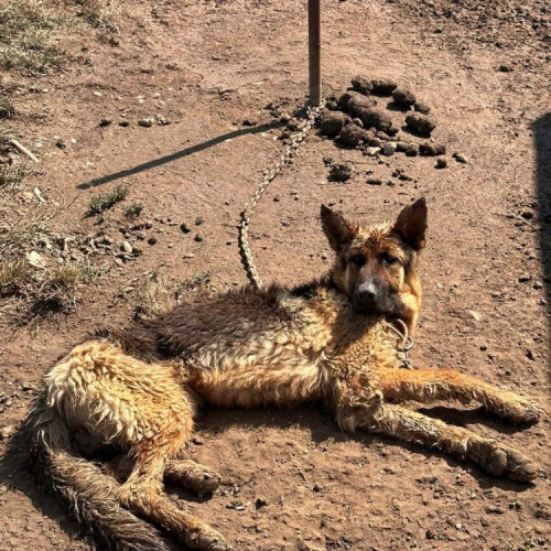 Bărbat din Bihor amendat pentru maltratarea unui câine