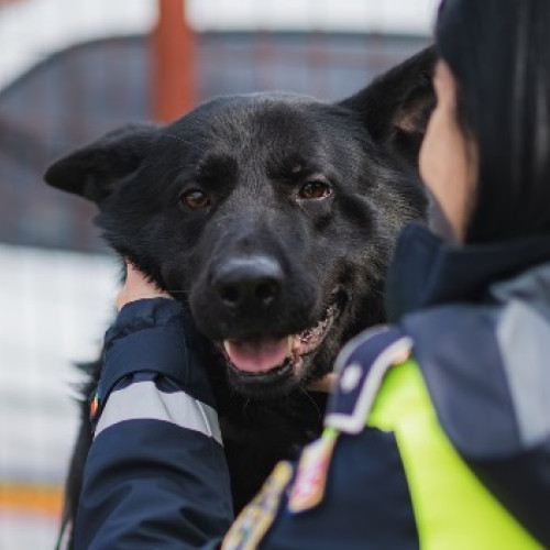 Poliția din Maramureș derulează acțiuni pentru protecția animalelor