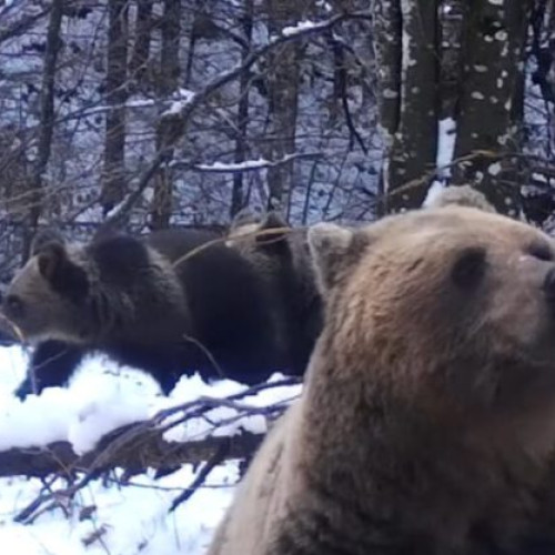 Ursoaică cu pui observată în Parcul Natural Muntii Maramureșului