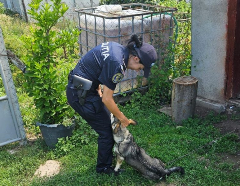 verificări ale poliției pentru siguranța animalelor în sighetu marmației