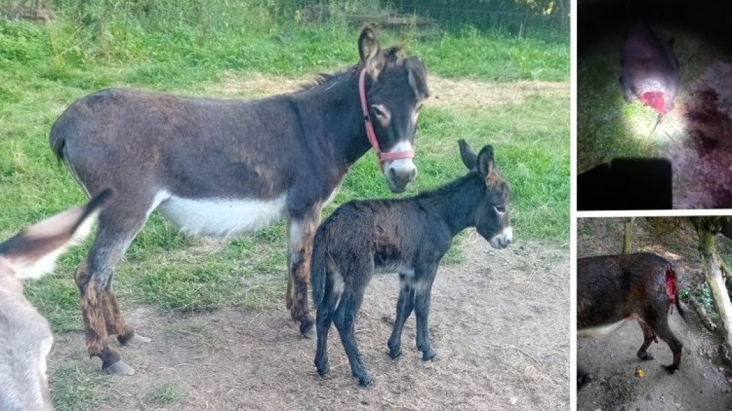 ursul atacă o fermă din județul Sălaj, localitatea Ileanda