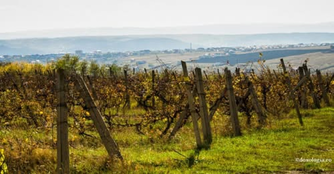 Pilda lucrătorilor răi din vie: chemarea conștiinței