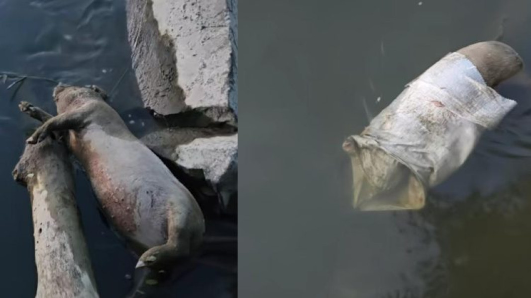 Două cadavre de porci descoperite abandonate în râul Someș, la Mogoșești