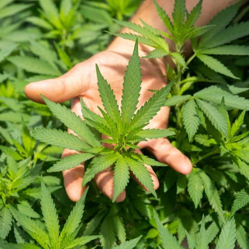 Germania devine a treia ţară din UE care legalizează utilizarea canabisului pentru uz personal