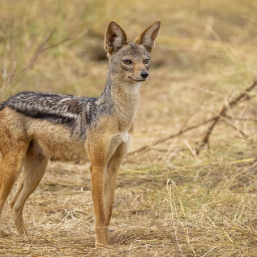 Șacalii terorizează sate din Oltenia și atacă vitele în fiecare seară