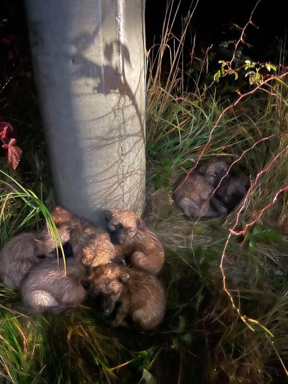 Șapte pui de căței au fost găsiți abandonați între Colțau și Arieșul de Pădure