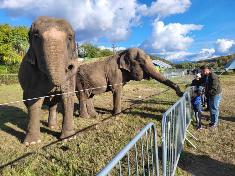 Zoo Park România aduce pentru prima dată elefanți și animale exotice la Satu Mare