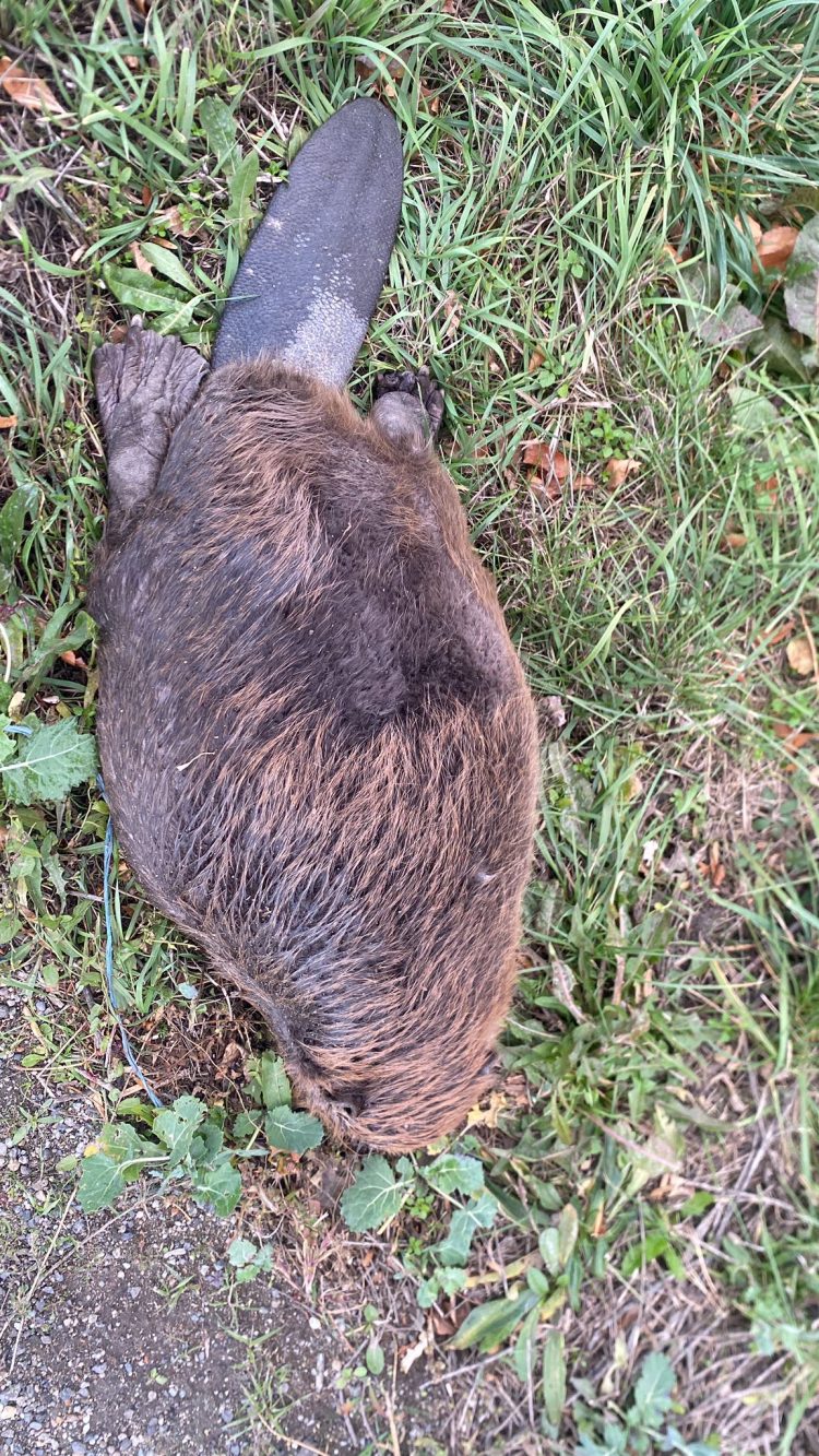 Un castor protejat, găsit mort pe drumul dintre Ciuperceni și Botiz