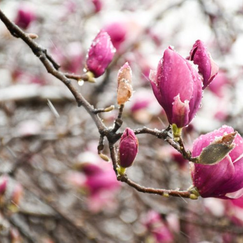 Schimbare radicală a vremii în România - temperaturi scăzute, ninsori și ploi la nivel național