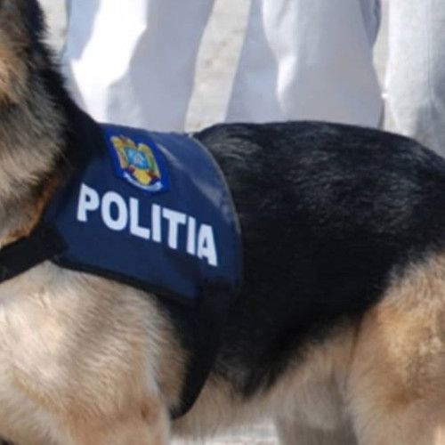 Post vacant de agent de poliție - conductor câini disponibil la IPJ Maramureș pentru iubitorii de animale