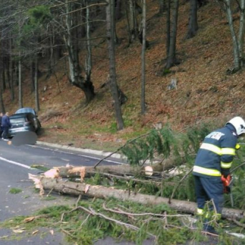 Tragedie în Bistrița-Năsăud: Copac doborât de vânt lovește mașină cu copii și adult!