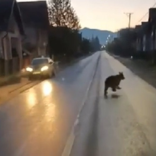 Alertă de urgență: Urs observat în timp ce alerga pe șosea la Moisei - VIDEO!